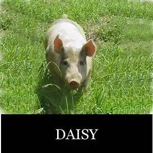 daisy (1) daisy (1)
