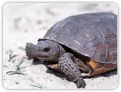 tortoise